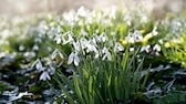 Can you still plant early bloomers now? Yes, snowdrops and crocuses, for example, can still be planted late.