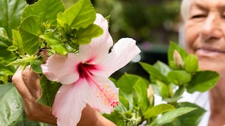Pruning hibiscus