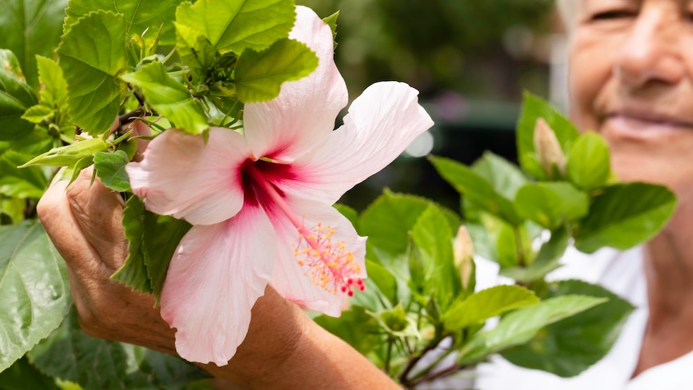 Pruning hibiscus