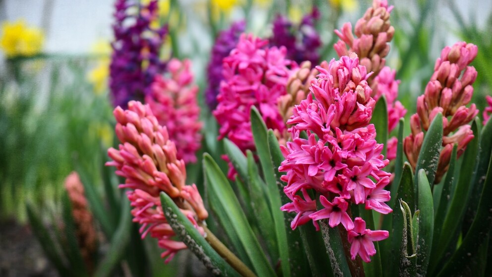 The bulb of the hyacinth in particular is poisonous to animals