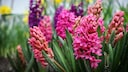 The bulb of the hyacinth in particular is poisonous to animals