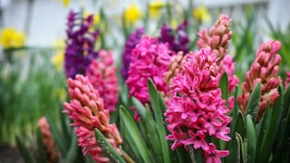 The bulb of the hyacinth in particular is poisonous to animals