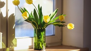 Tulips continue to grow in the vase, which is why they should be shortened occasionally and placed in new water.