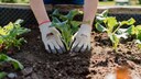 When should I start planting raised beds?