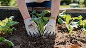 When should I start planting raised beds?