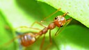 Ant