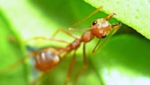 Ant