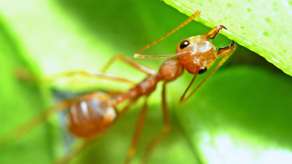 Ant