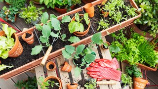 Permaculture on the Balcony