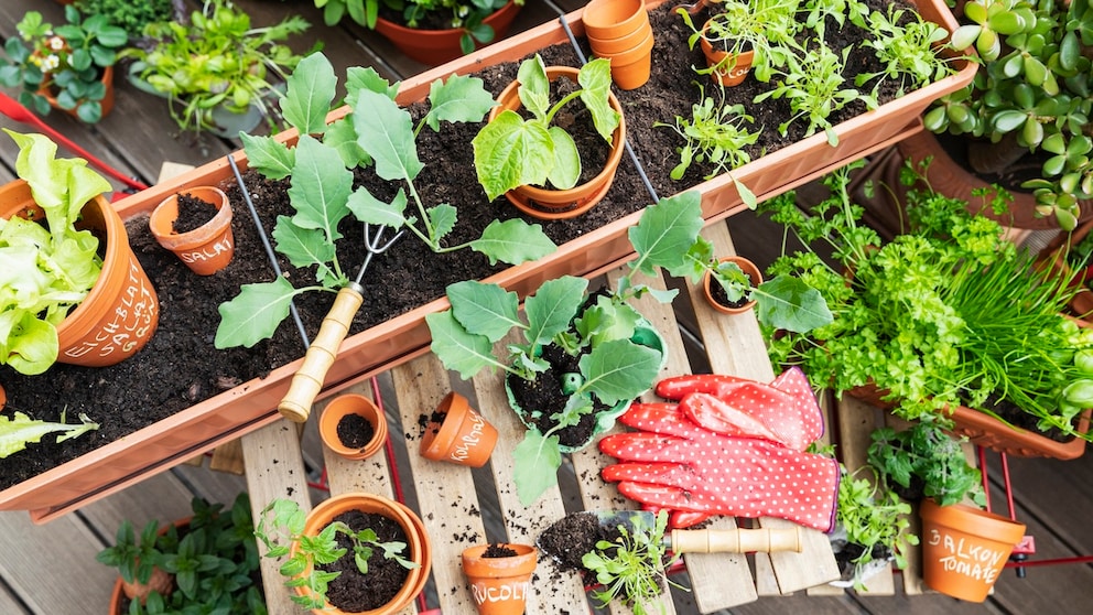 Permaculture on the Balcony