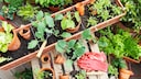 Permaculture on the Balcony