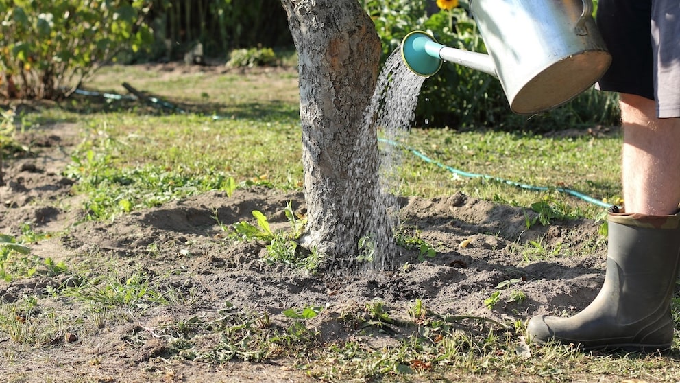 Tree care