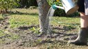 Tree care