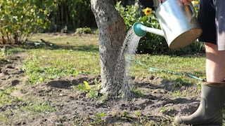 Tree care