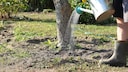 Tree care