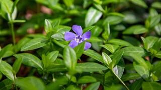 Some ground covers should be avoided. This includes, for example, the small periwinkle.
