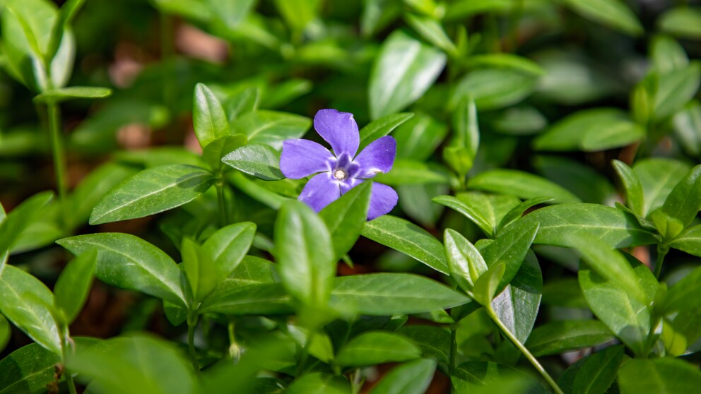 Some ground covers should be avoided. This includes, for example, the small periwinkle.