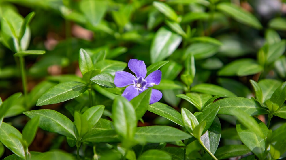 Some ground covers should be avoided. This includes, for example, the small periwinkle.