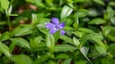 Some ground covers should be avoided. This includes, for example, the small periwinkle.