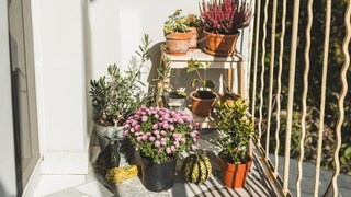 Mistakes with Container Plants