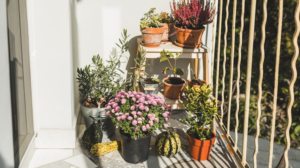 Mistakes with Container Plants