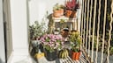 Mistakes with Container Plants