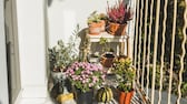 Mistakes with Container Plants