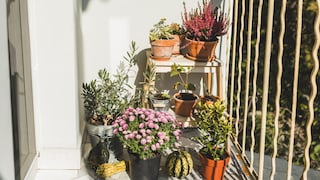 Mistakes with Container Plants