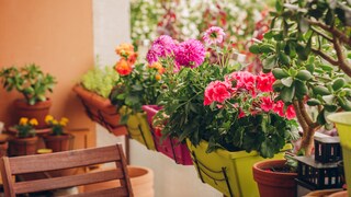 Dahlias and begonias are both unsuitable plants for balconies if you're focusing on being insect-friendly.