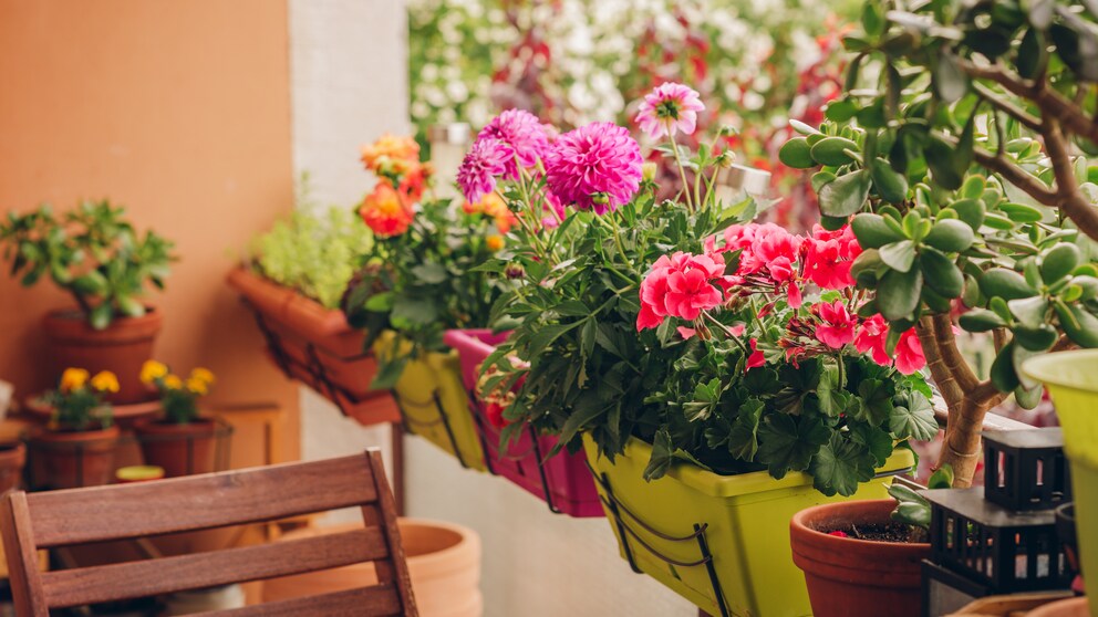 Dahlias and begonias are both unsuitable plants for balconies if you're focusing on being insect-friendly.