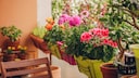 Dahlias and begonias are both unsuitable plants for balconies if you're focusing on being insect-friendly.