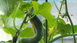 There can be various reasons why cucumbers grow crooked