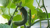 There can be various reasons why cucumbers grow crooked