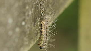 Oak processionary moths may be small, but the danger they pose should be taken seriously.