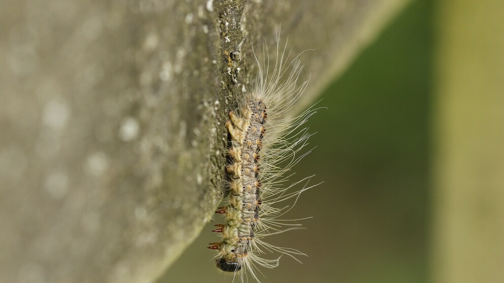 Oak processionary moths may be small, but the danger they pose should be taken seriously.