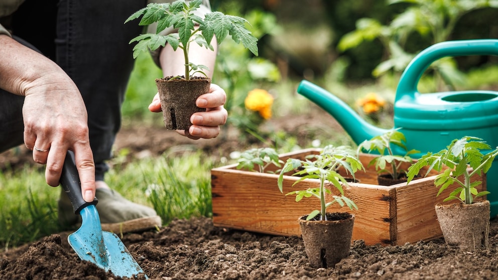 Sowing Tomatoes Twice Offers Several Advantages
