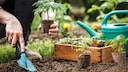 Sowing Tomatoes Twice Offers Several Advantages