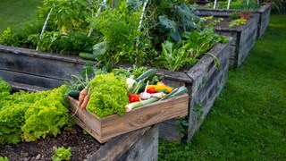 A raised bed is ideal for plants that need a lot of light and warmth. However, there are also types of vegetables that are better suited for planting in a regular garden bed.