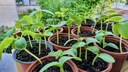 Growing Vegetable Plants