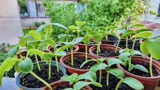 Growing Vegetable Plants