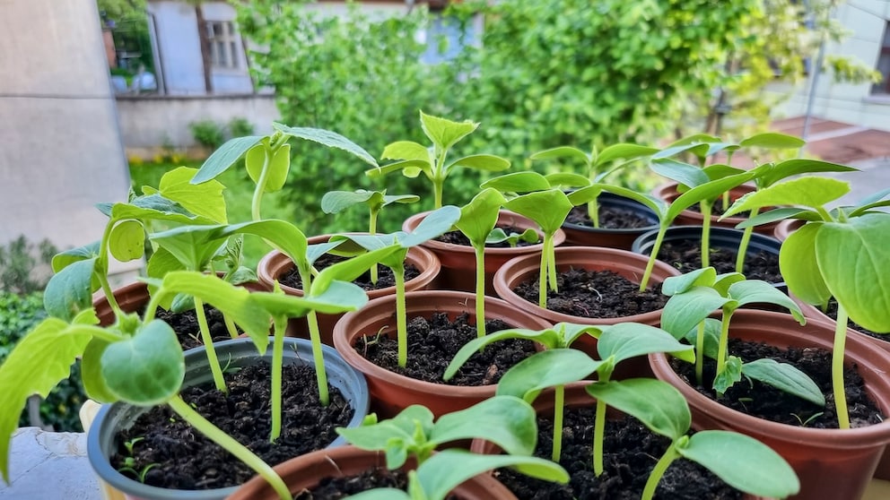 Growing Vegetable Plants