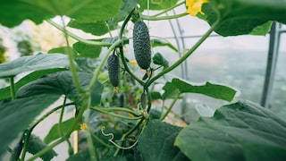 The choice of companion plants affects the growth of cucumbers.