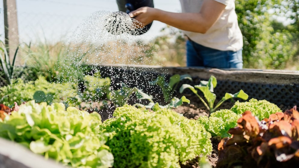 A raised bed is a great alternative for anyone who doesn't have a vegetable garden.