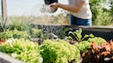 A raised bed is a great alternative for anyone who doesn't have a vegetable garden.