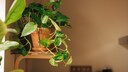 Plants that develop long trailing stems are well-suited for filling small gaps on the shelf.