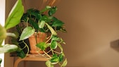 Plants that develop long trailing stems are well-suited for filling small gaps on the shelf.