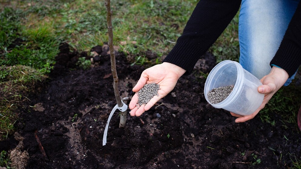Fertilizing Fruit Trees