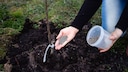Fertilizing Fruit Trees
