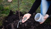 Fertilize fruit trees