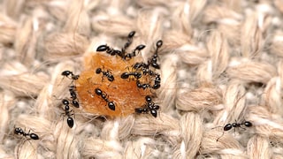 Vaseline against ants